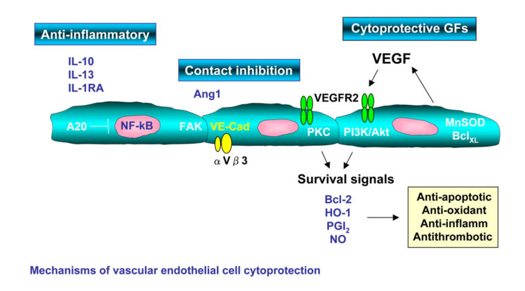 IMMUNOLOGY_vasculitis