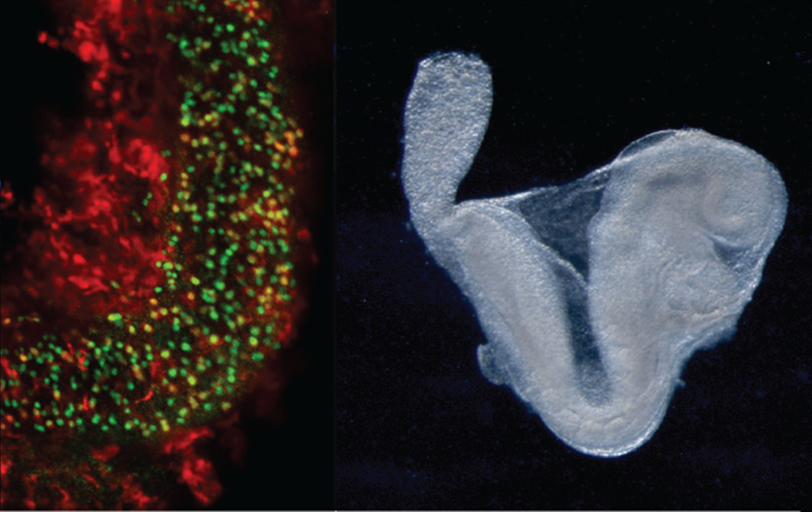 organoids_Leitch