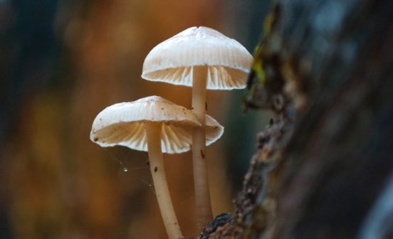 First in HumanInnovationTherapeutic Magic mushroom compound performs at least as well as leading antidepressant medication in small study