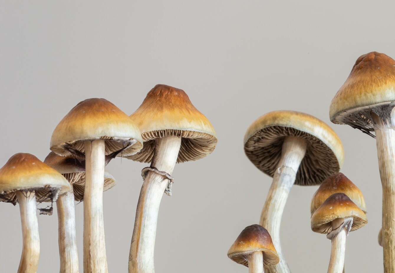 Psilocybe,Cubensis,Raw,Mushrooms,Isolated,On,Grey,Background.,Psilocybin,Psychedelic